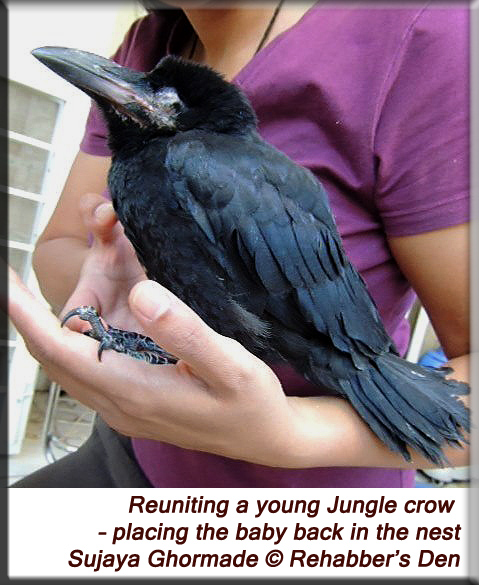 Reuniting a young Jungle crow